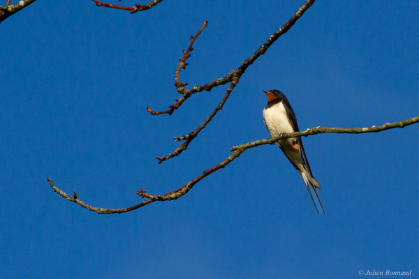 Hirondelle rustique — Hirundo rustica Linnaeus, 1758