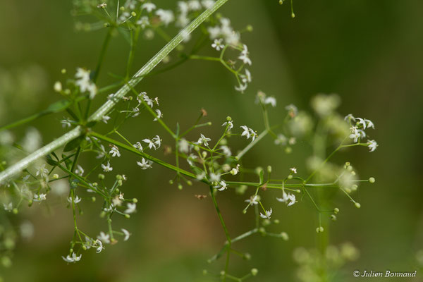 Caille-lait blanc — Galium mollugo L., 1753, (Argelès-Gasost (65), France, le 03/10/2017)