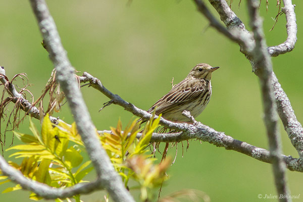 Pipit des arbres — Anthus trivialis (Linnaeus, 1758), (Sers (65), France, le 07/06/2019)