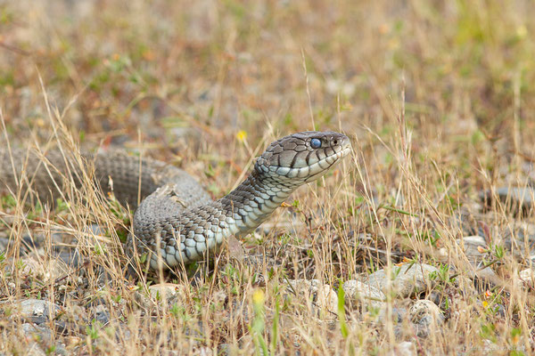 Couleuvre astreptophore — Natrix astreptophora (Seoane, 1884), (femelle adulte) (Mourenx (64), France, le 07/06/2023)