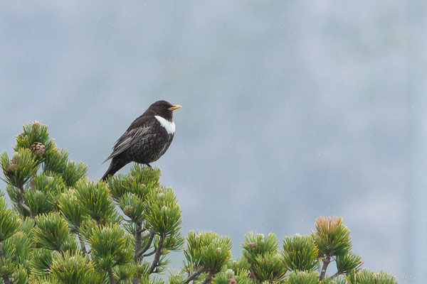 Merle à plastron — Turdus torquatus Linnaeus, 1758, (Station de ski de La Pierre Saint-Martin, Arette (64), France, le 05/05/2023)