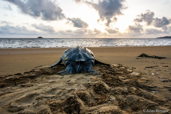 Tortue luth — Dermochelys coriacea (Vandelli, 1761), (Plage des Salines, Remire-Montjoly, Guyane, le 20/05/2017) 