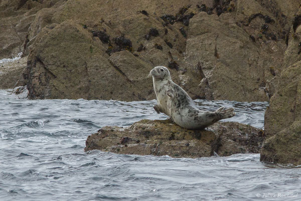 Phoque gris – Halichoerus grypus (Fabricius, 1791), (Réserve naturelle nationale des Sept-Îles, Perros-Guirec (22), France, le 05/07/2021)