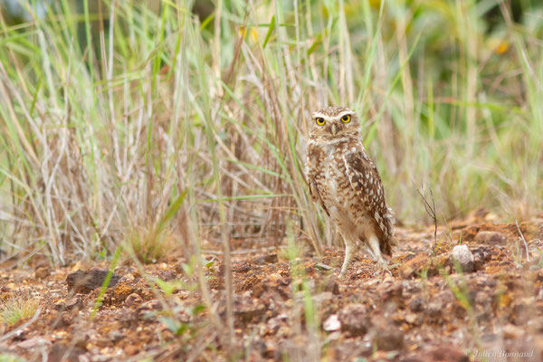 Chevêche des terriers — Athene cunicularia (Molina, 1782), (Centre Spatial Guyanais, Kourou, Guyane, le 16/02/2017)