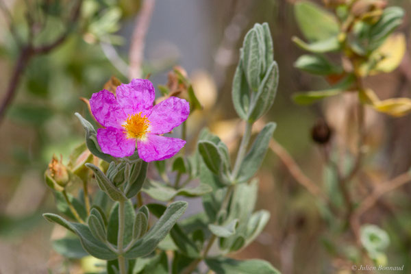 Ciste cotonneux — Cistus albidus L., 1753