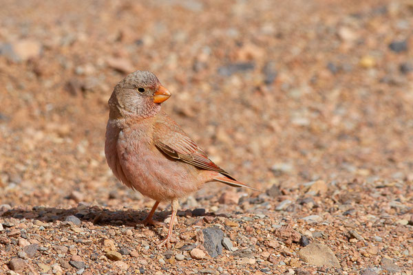 Roselin githagine — Bucanetes githagineus (Lichtenstein, 1823), (Msseyed (Guelmim-Oued Noun), Maroc, le 26/03/2024)