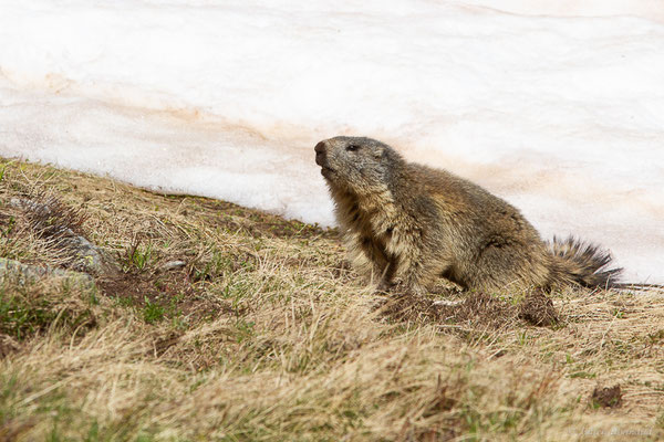 Marmotte des Alpes, Marmotte — Marmotta marmotta (Linnaeus, 1758)