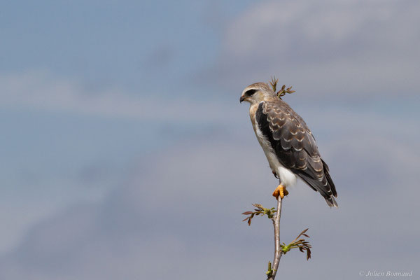 Élanion blanc — Elanus caeruleus (Desfontaines, 1789), (juvénile), (Aignan (32), France), le 27/05/2025)
