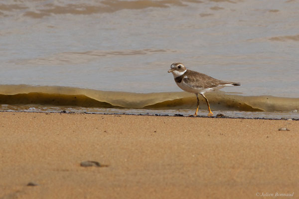 Gravelot semipalmé — Charadrius semipalmatus Bonaparte, 1825, (adulte, plumage internuptial), (Dégrad des Cannes, Remire-Montjoly, Guyane, le 15/04/2017)