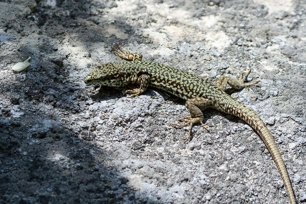 Lézard catalan — Podarcis liolepis (Boulenger, 1905), (Etsaut (64), France, le 07/05/2022)