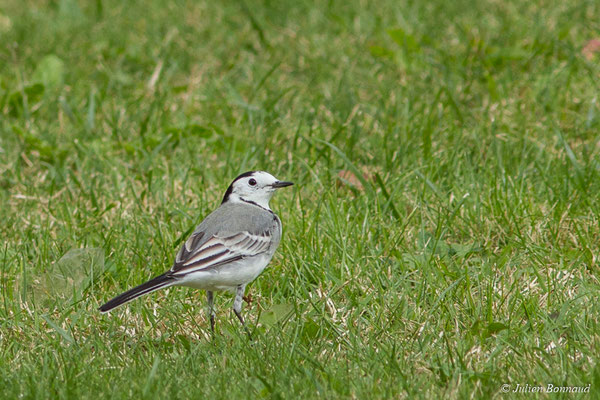 Bergeronnette grise — Motacilla alba Linnaeus, 1758, (adulte en plumage d'hiver) (Ger (64), France, le 19/10/2017)