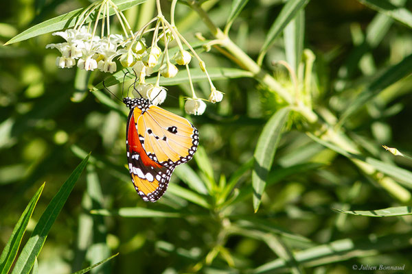 Petit Monarque — Danaus chrysippus (Linnaeus, 1758), (Tétouan (Tanger-Tétouan-Al Hoceïma), Maroc, le 27/09/2023)