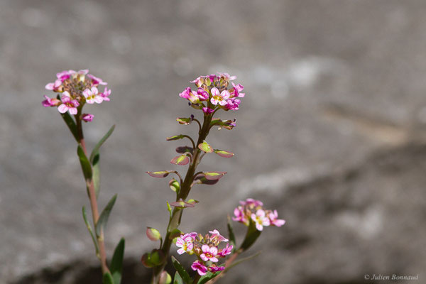 Éthionéme des rochers – Aethionema saxatile (L.) W.T.Aiton, 1812, (Urdos (64), France, le 07/05/2022)