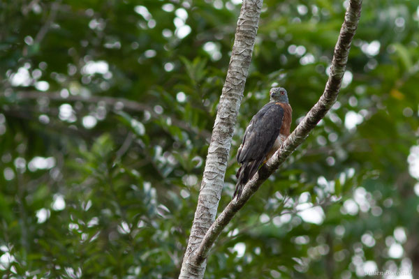 Milan bidenté — Harpagus bidentatus (Latham, 1790), (barrage de Petit-Saut, Kourou, Guyane, le 13/12/2016)