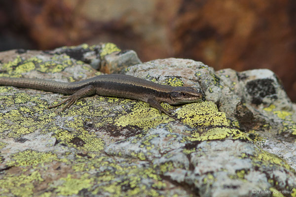 Lézard de Bonnal — Iberalacerta bonnali (Lantz, 1927), (Station de ski de Gourette, Eaux Bonnes (65), France, le 29/07/2020)