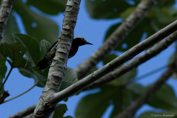 Pic à chevron d'or — Melanerpes cruentatus (Boddaert, 1783), (mine d'or Espérance, Apatou, Guyane, le 15/05/2017)