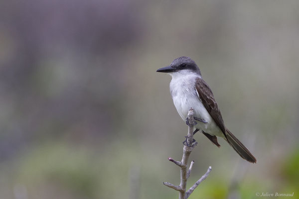Tyran gris — Tyrannus dominicensis vorax Vieillot, 1819
