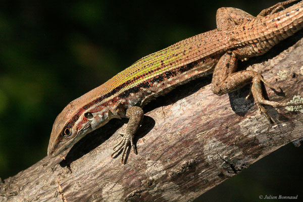 Kentropyx strié — Kentropyx striata (Daudin, 1802), (Centre Spacial Guyanais, Kourou, Guyane, le 07/05/2014)