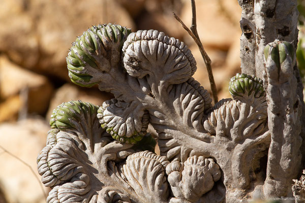 Euphorbia officinarum subsp. echinus (Hook.f. & Coss.) Vindt, (Parc national de Souss-Massa, Sidi Binzarne, Maroc, le 02/02/2023)