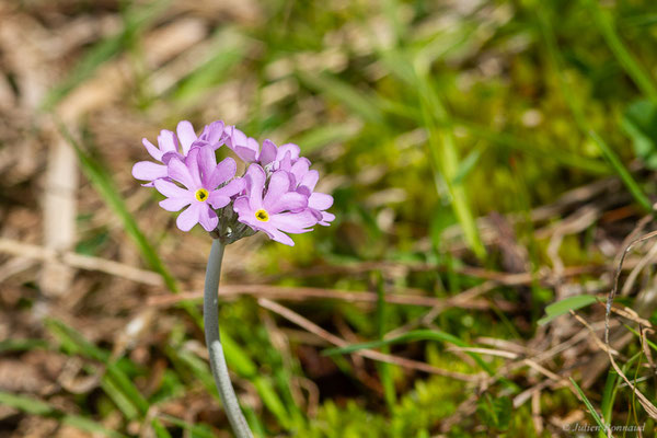 Primevère farineuse – Primula farinosa L., 1753, (station de ski de Gourette, Eaux-Bonnes (64), France, le 17/05/2022)