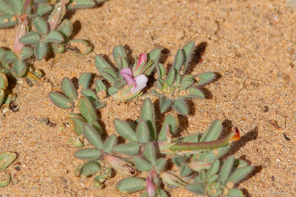 Lotus glinoides Delile