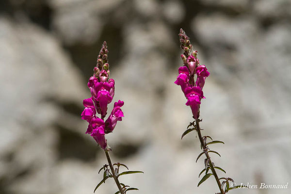 Muflier à grandes fleurs, Gueule-de-lion — Antirrhinum majus L., 1753, (Cette-Eygun (64), France, le 23/04/2021)