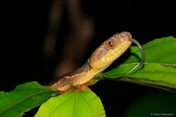 Leptodeire annelée — Leptodeira annulata (Linnaeus, 1758), (Kaw, Guyane, le 12/12/2014)