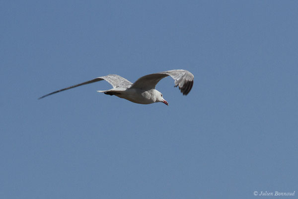 Goéland d'Audouin — Ichthyaetus audouinii (Payraudeau, 1826), (Marais de l'Odiel, Palos de la Frontera (Andalousie), le 07/08/2020)