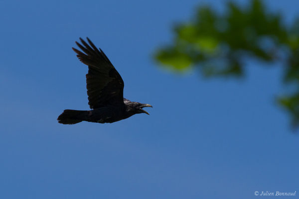 Grand Corbeau — Corvus corax Linnaeus, 1758, (Pihourc, Lieoux (31), France, le 21/05/2018)