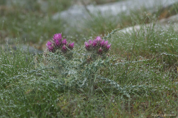 Chardon fausse-Carline — Carduus carlinoides Gouan, 1773, (Station de ski de Gourette, Eaux Bonnes (65), France, le 15/06/2020)