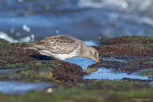 Bécasseau violet — Calidris maritima (Brünnich, 1764), (Tarnos (64), France, le 12/11/2022)