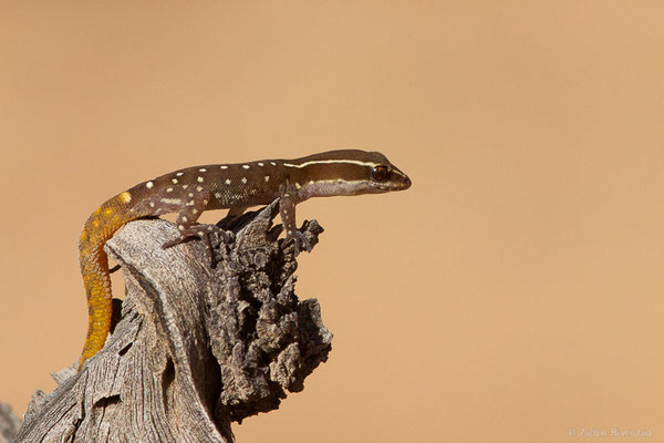 Saurodactyle d'El Mouden — Saurodactylus elmoudenii Javanmardi, Vogler and Joger, 2019
