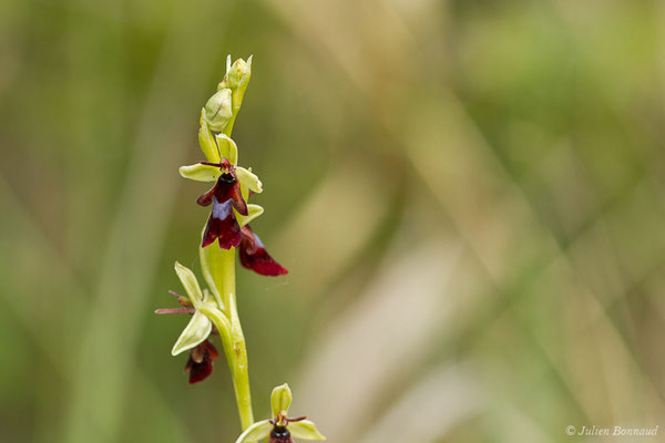 Ophrys mouche – Ophrys insectifera L., 1753, (Pihourc, Saint-Godens (31), France, le 16/05/2019)