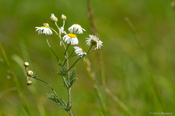 Chrysanthème en corymbe — Tanacetum corymbosum (L.) Sch.Bip., 1844, (Etsaut (64), France, le 31/05/2022)