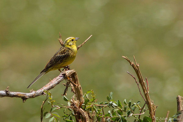 Bruant jaune — Emberiza citrinella Linnaeus, 1758, (Col du Pourtalet, Laruns (64), France, le 06/07/2019)