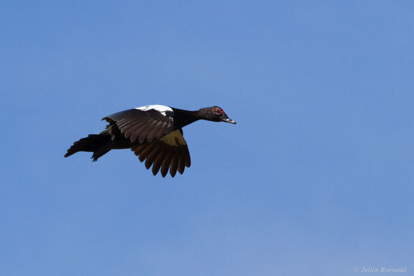 Canard musqué — Cairina moschata (Linnaeus, 1758), (Centre spatial Guyanais, Kourou, Guyane, le 21/02/2017)