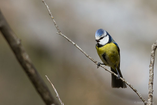 Mésange bleue — Cyanistes caeruleus (Linnaeus, 1758), (adulte) (Etsaut (64), France, le 11/04/2022)