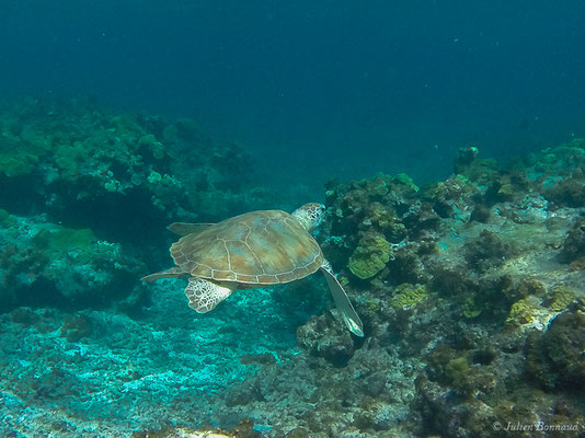 Tortue verte — Chelonia mydas (Linnaeus, 1758)