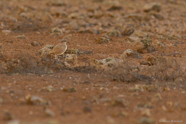 Courvite isabelle — Cursorius cursor (Latham, 1787), (Tindaya, Fuerteventura, (Iles Canaries, Espagne), le 19/02/2022)