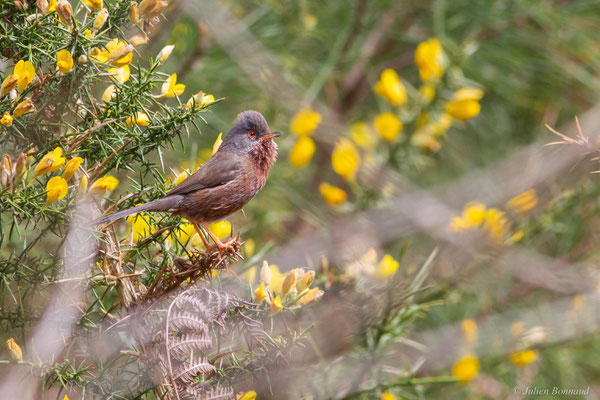 Fauvette pitchou — Sylvia undata (Boddaert, 1783), (Saint-Martin-d'Oney (40), France, le 17/04/2025)