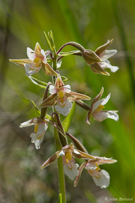 Épipactis des marais — Epipactis palustris (L.) Crantz, 1769