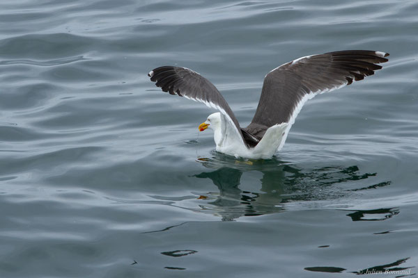 Goéland brun — Larus fuscus Linnaeus, 1758, (Baie de Quiberon, Locmariaquer (56), France, le 09/07/2021)