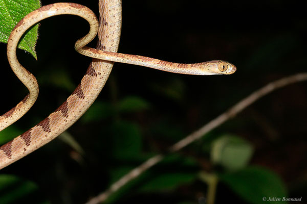 Imantode à nuque tatouée — Imantodes cenchoa (Linnaeus, 1758), (Kaw, Guyane, le 29/11/2014)