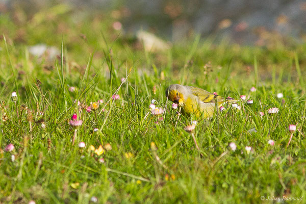 Venturon montagnard — Carduelis citrinella (Pallas, 1764), (Station de ski de La Pierre Saint-Martin, Arette, (64), France, le 18/05/2020)