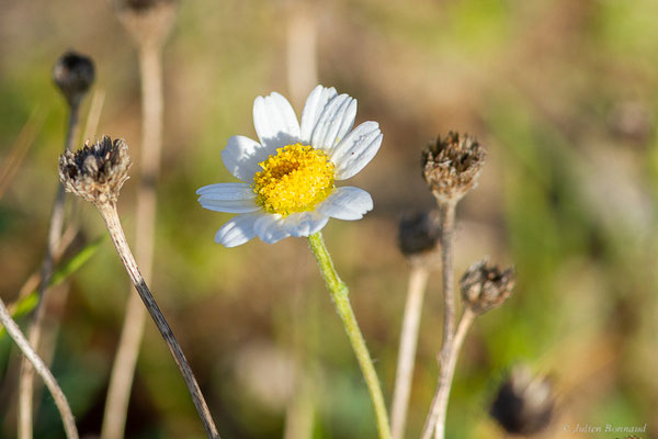 Anthémis maritime — Anthemis maritima L., 1753, (Anglet (64), France, le 10/10/2023)