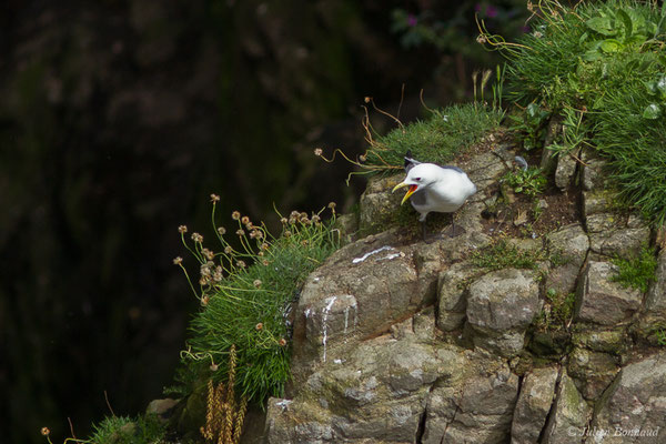 Mouette tridactyle — Rissa tridactyla (Linnaeus, 1758), (Cap Fréhel, Plévenon (22), France, le 06/07/2021)