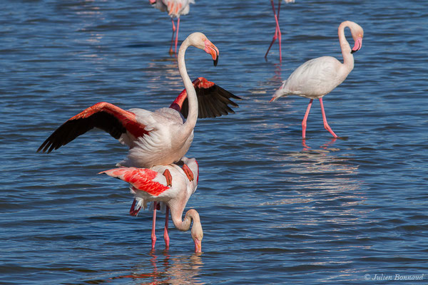 Flamant rose – Phoenicopterus roseus Pallas, 1811, (Parc ornithologique de Pont de Gau (13), France, le 20/02/2020)