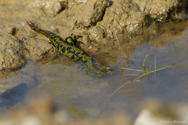 Triton marbré – Triturus marmoratus (Latreille, 1800), (Arbus (64), France, le 25/06/2019)
