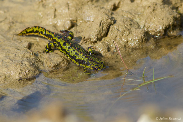 Triton marbré – Triturus marmoratus (Latreille, 1800), (Arbus (64), France, le 25/06/2019)