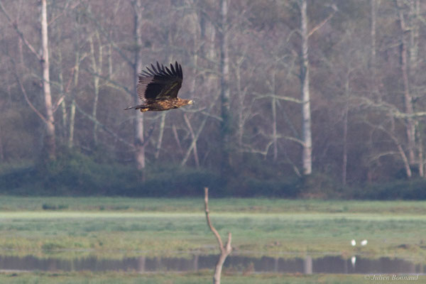 Haliaeetus albicilla (Linnaeus, 1758), (Réserve de chasse et de faune sauvage de Lesgau, Saint-Martin-de-Seignanx (40), France, le 22/11/2025)
